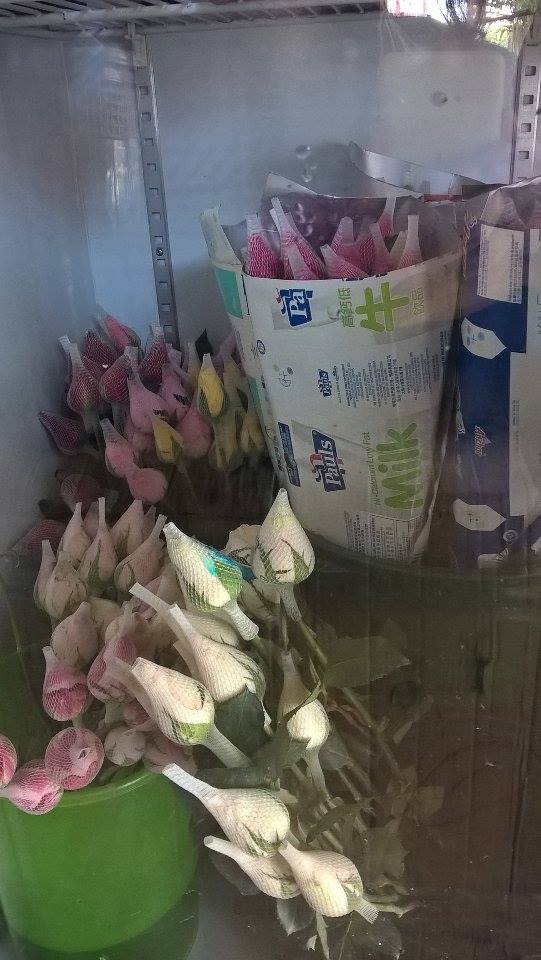 14826194_10211054462420440_1098835154_n