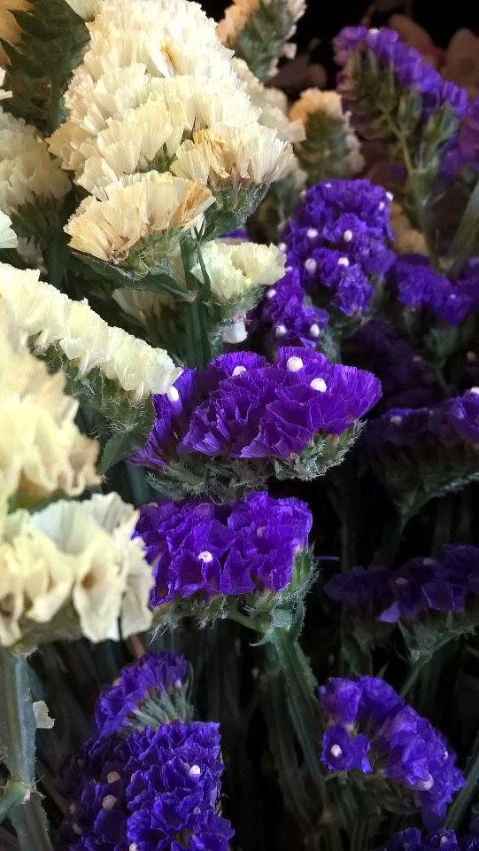 14914915_10211054473260711_1512933748_n