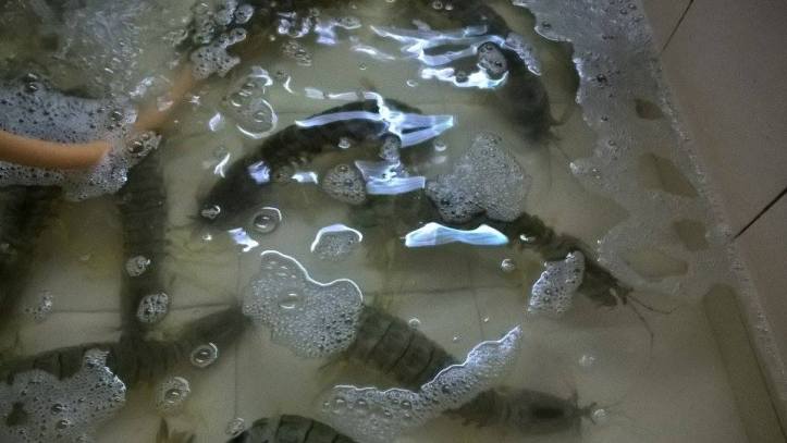 16730890_10212090756967156_1285559424_n-2