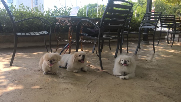 WP_20170529_10_38_01_Pro