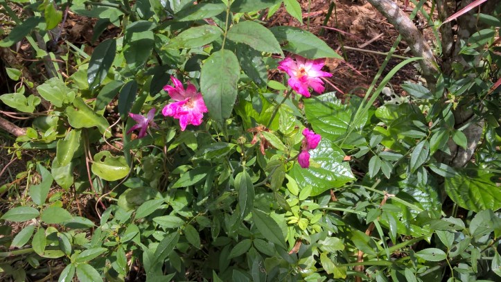 WP_20170908_10_59_02_Pro