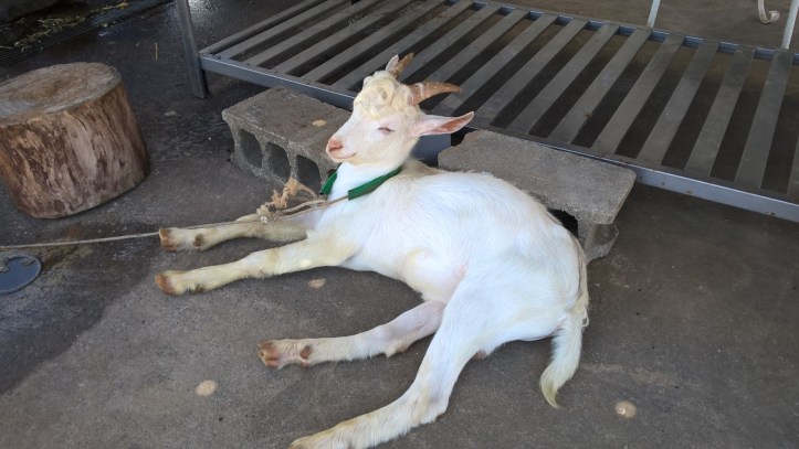 WP_20170908_13_25_31_Pro